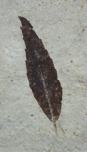 Detailed Fossil Sumac Leaf - Green River Formation #2119